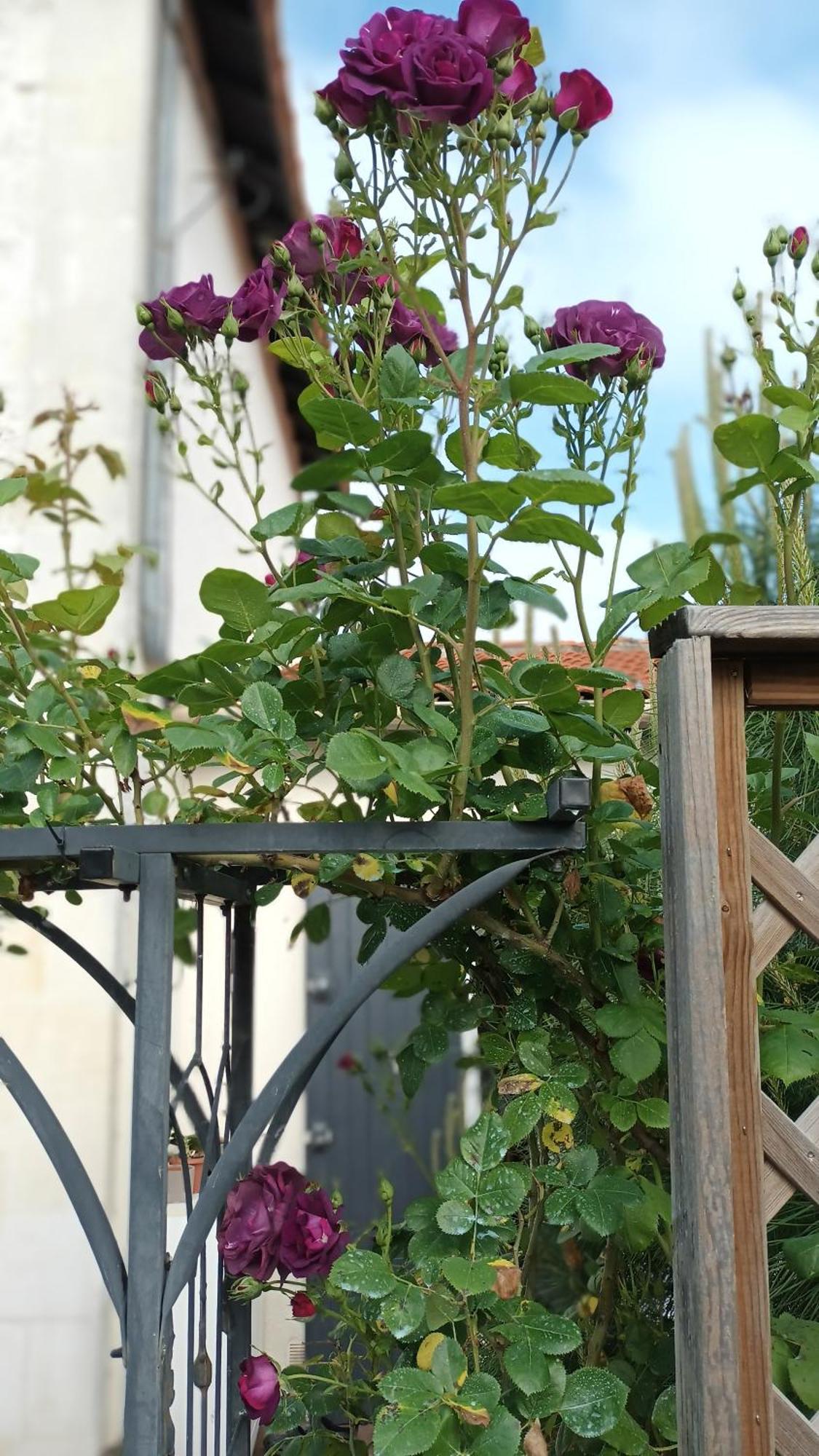 بونس Le Clos Des Passiflores المظهر الخارجي الصورة